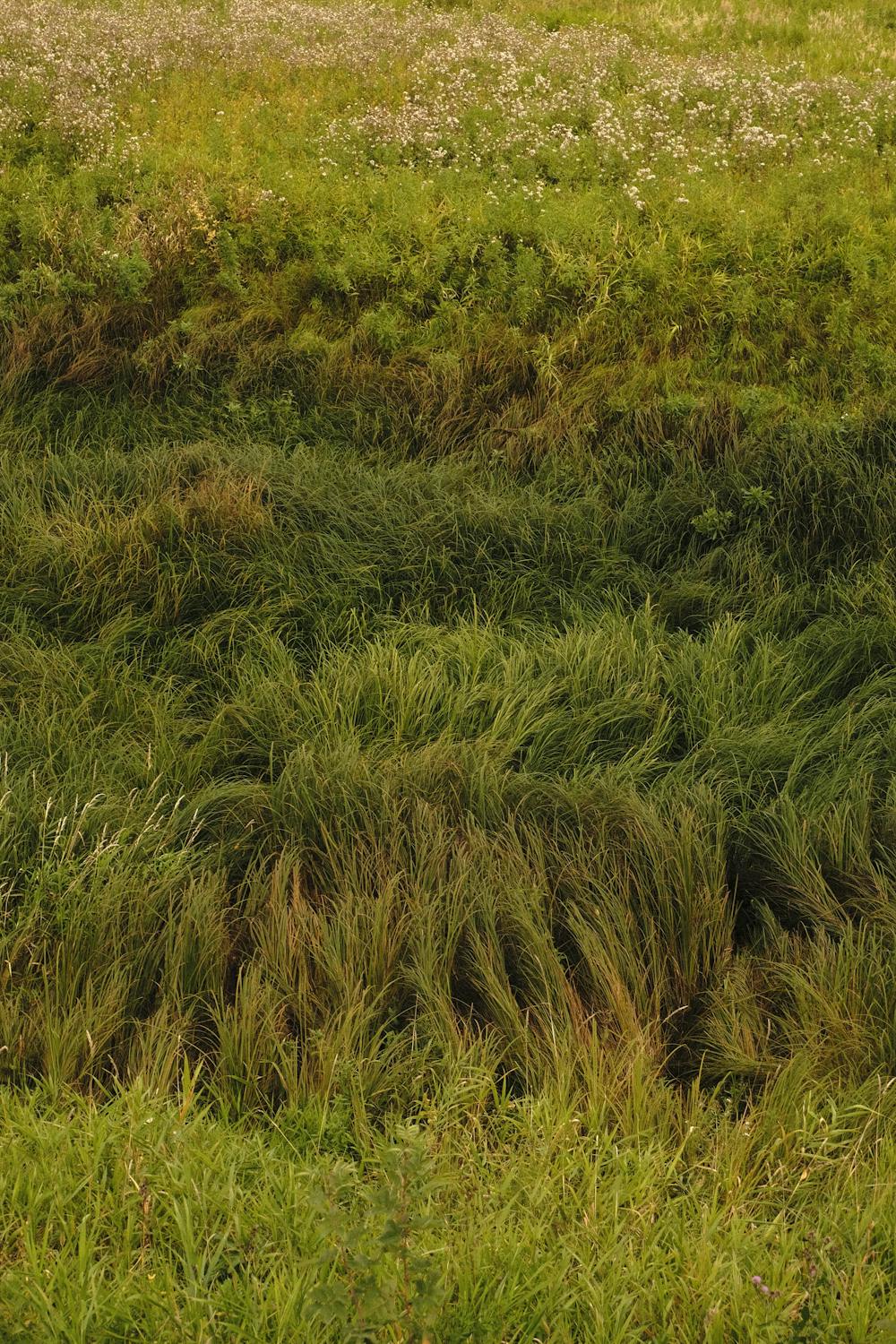 free-photo-of-natur-boden-grun-wiese